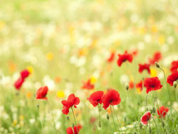 52的百度文库下载器